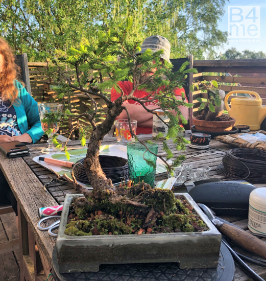 spruce bonsai